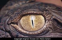 مصطفى القاضي