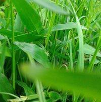 মিঁ পঁপঁকঁনঁ