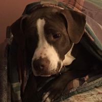 Michael D. Zimmermann