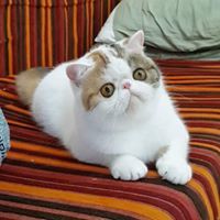 Anusit Sukhawanitwichai