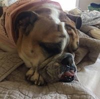 Elisa Evans Stanfield