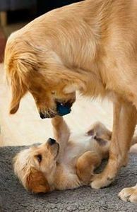 Shrienithie Sakthivel