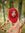 Hafsa R...