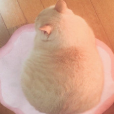 Nazookblook
