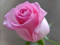 Heena Begum
