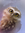 Hedwige