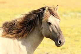 Goodreads profile picture for @Heartland