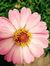 S.Scheller