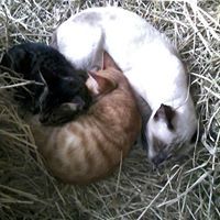 ชูชัย โชติชูทิพย์