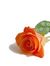 Abeer I...