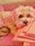 Jojo Beans
