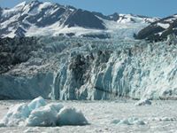 michael berardicelli