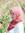 Widad S...