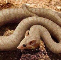 Debrupkumarsahadebu.saha