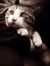 Anhh Catt