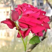 শুভাকাঙ্ক্ষী সবার