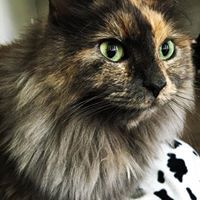 كارلي ماورر