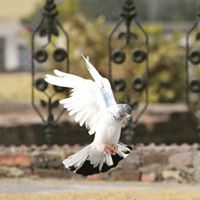 Jagdish Chander