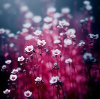 Fay Rouz