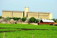 الحمام الأسمر