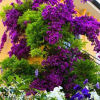 رامز عبد المالك