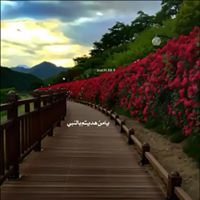 وفاء الشلتوني