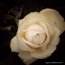 Margo Everett Keener