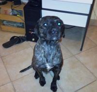 Βαγγέλης Συρίγος