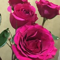 Danielle Kunkel Onheiser