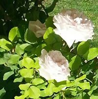 ابو عبدالله