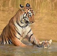 Vijayeendra Kulkarni