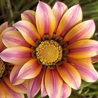 Kathy Frost