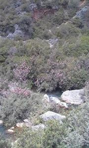 كوثر الزويوي