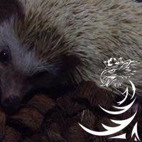 เทพบุตร สะดุดบ๊อกซ์