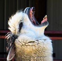 แสตมป์โหยหวน ริมผา