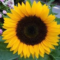 Shannon O'Brien Murphy