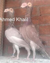 Ahmed Khalil