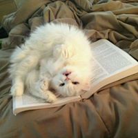 Elizabeth Fitzpatrick