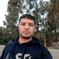 الصقر العربي