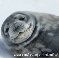 Patcharaporn Kaewmek