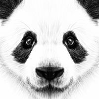 Manda Panda