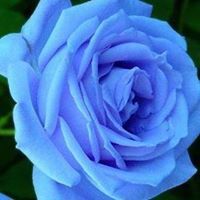 طوبى وخيرات حسان