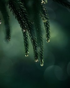 Summiya Suhail