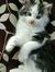 Tonie C...