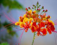 Tuhin Jodder