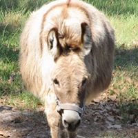 Sue Hubbard Morrison