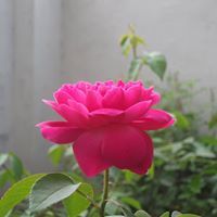 காவியன் புஷ்பராஜ்