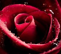 أيوب الشريقي