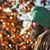 Lovejeet Singh