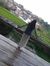 Astri P...